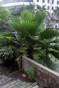 Fan Palm