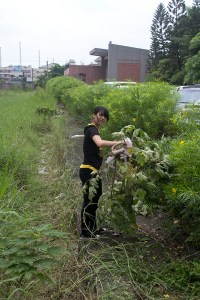 student picking mullberry