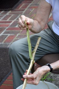 peeling-mulberry-bark-large