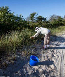 Jane picking sea grass
