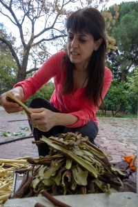 STAFF PEELING STEAMED BARK_MG_8186