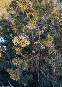 California Juniper tree or Western white cedar in Lancaster