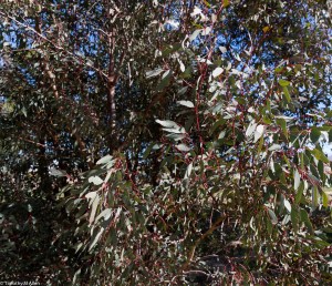 Eucalyptus, red gum tree found at AVRCD Nursery in Lancaster