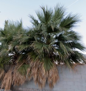 Fan Palm tree in Lancaster