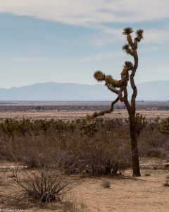Joshua Tree in Lancaster