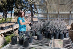 Red yucca plants from the AVRCD Nursery in Lancaster