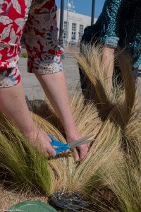 Needle Grass growing by lamp posts in downtown Lancaster