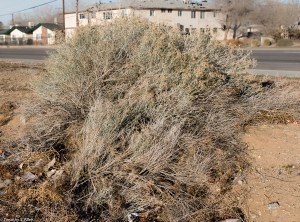 Rabbit Brush growing in vacant lot in Lancaster