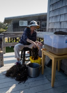 making pulp from eel grass