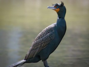 cormorant