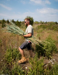 Gathering invasive Phragmites plants on Paddock's Island