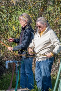 gatheirng-willow-img_7799