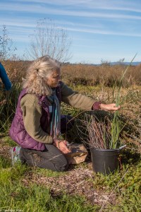 gathering-carex-close-up-img_7771