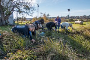 gathering-carex-img_7767