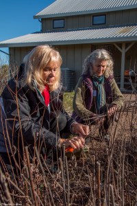 gathering-dogbane-close-up-img_7761