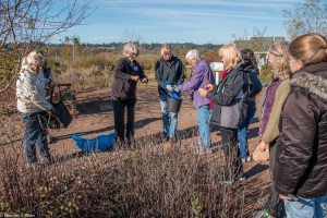 gathering-dogbane-img_7747