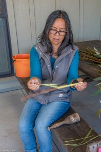peeling-willow-bark-close-up-img_7813