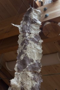 sitka-spruce-forest-detail